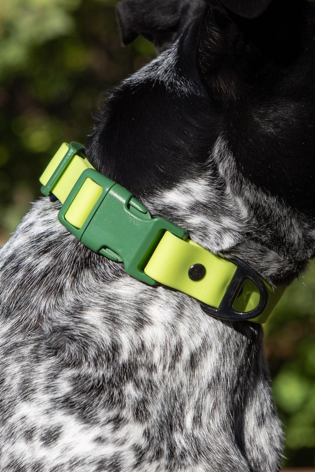 Waterproof Dog Collar — No Stink, No Slip, Built to Last