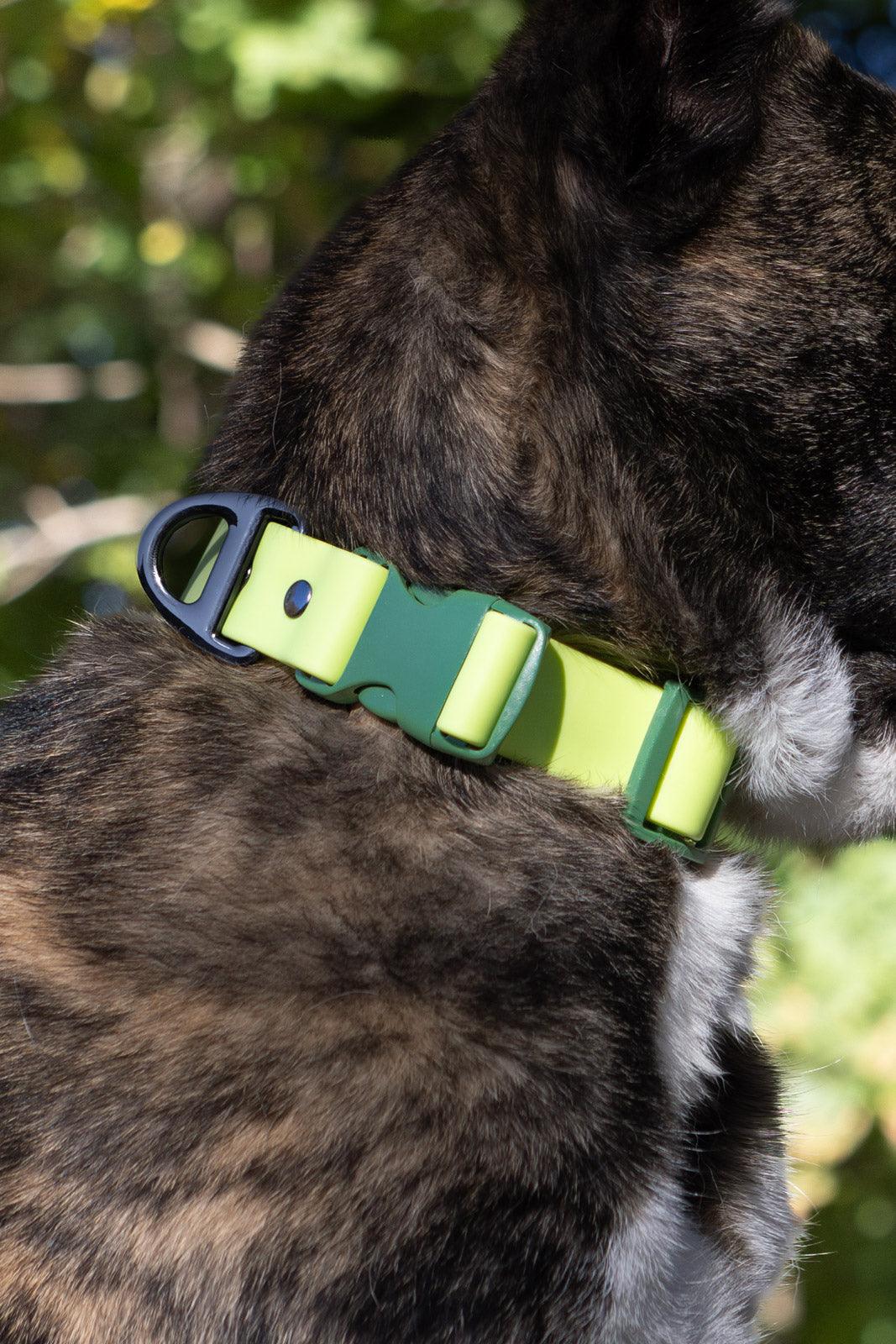 Waterproof Dog Collar — No Stink, No Slip, Built to Last