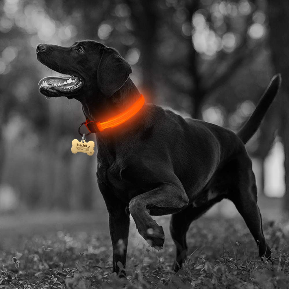 LED Dog Collar - Nylon Light-Up Safety Collar (2-Pack)