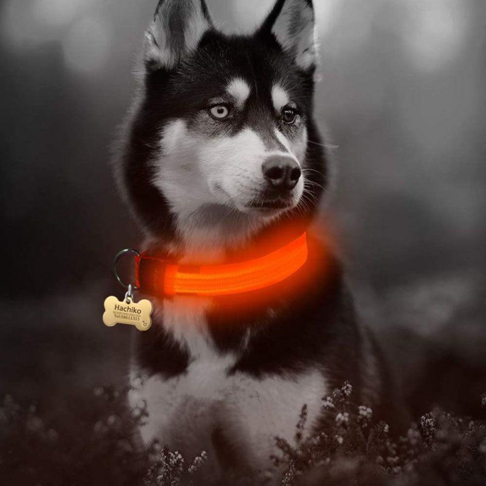 LED Dog Collar - Nylon Light-Up Safety Collar (2-Pack)